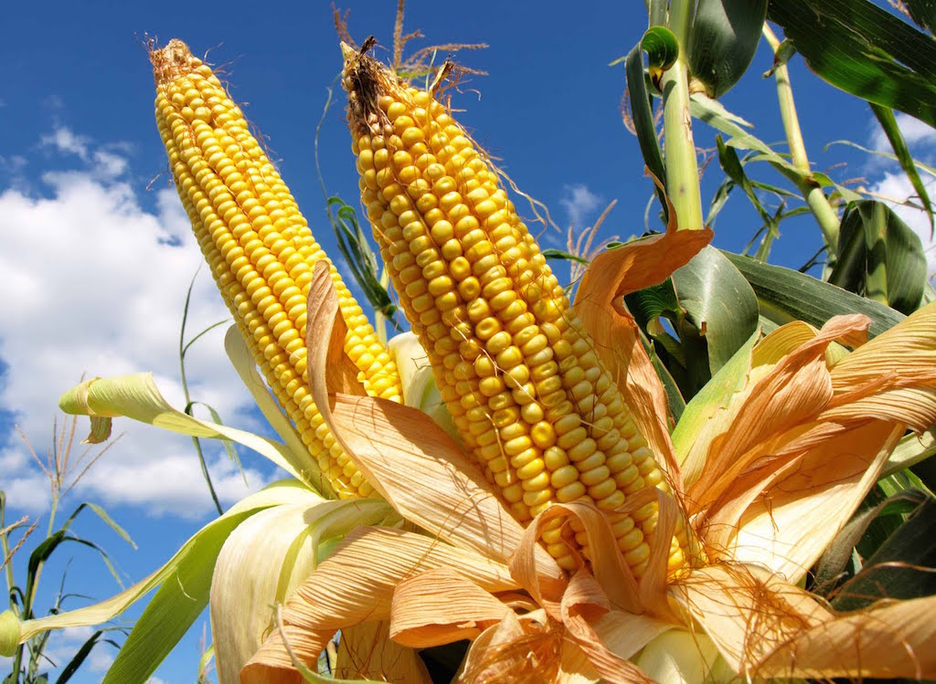 El origen del maíz