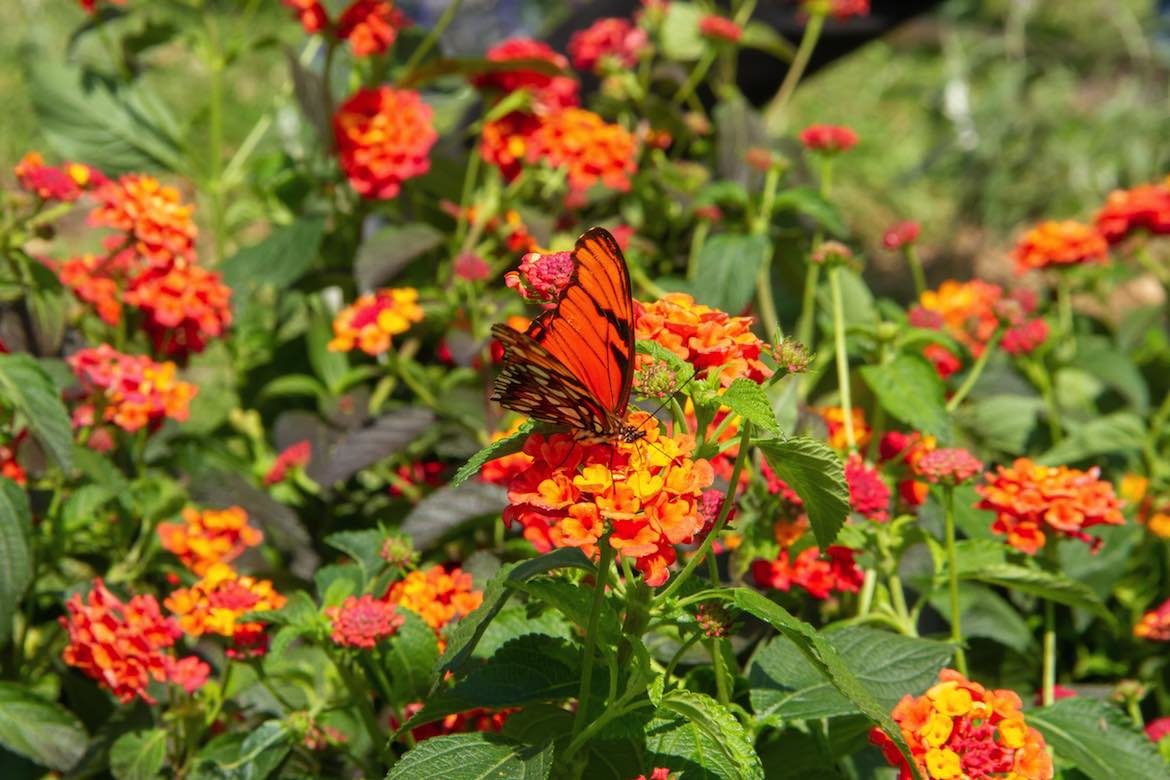 mariposa